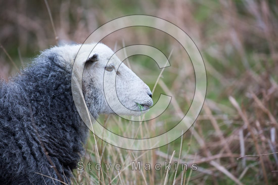 Great Orton Valley Lakeland Sheep