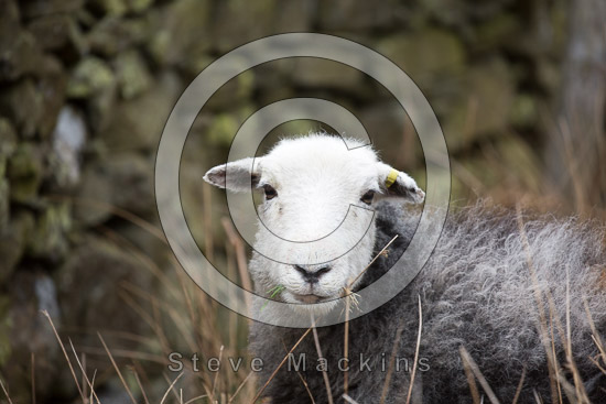 Torpenhow Farm Lakeland Sheep
