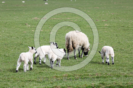 Gowbarrow Fell Herdwick Sheep