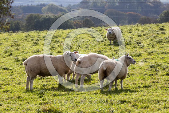 Burton-in-Kendal Lakeland Sheep