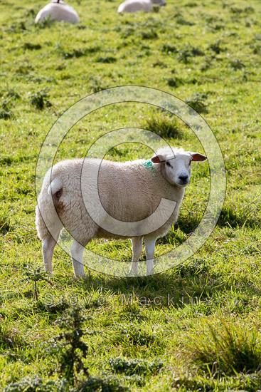 Lowthwaite Fell Lakeland Sheep