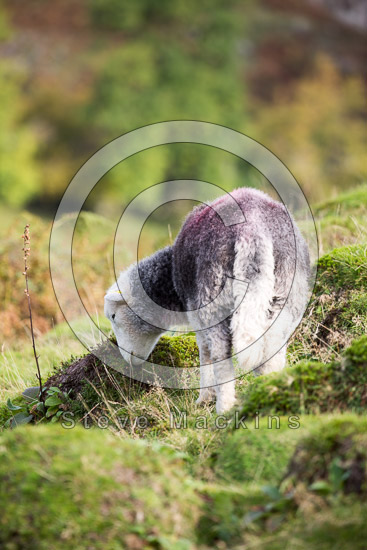 Millom Farm Herdwick Sheep