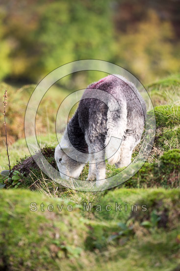 Sale Fell Valley Herdwick Sheep