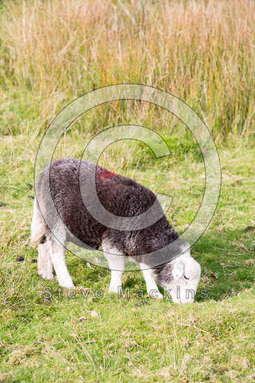 Hallin Fell Field Herdwick Sheep