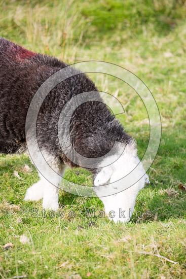 Warwick-on-Eden Farm Herdwick Sheep