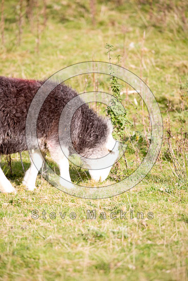 Little Hart Crag Valley Lakeland Sheep