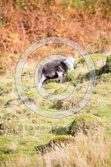 Great Rigg Field Herdwick Sheep
