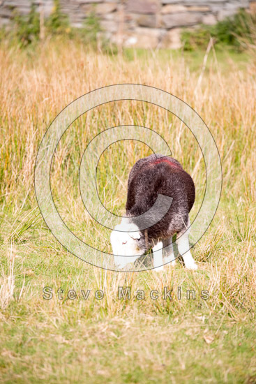 Ulpha Field Lakeland Sheep