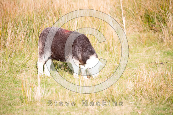 Caudale Moor Lakeland Sheep