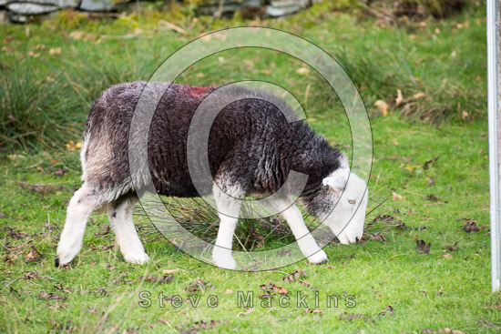 Westnewton Valley Herdwick Sheep