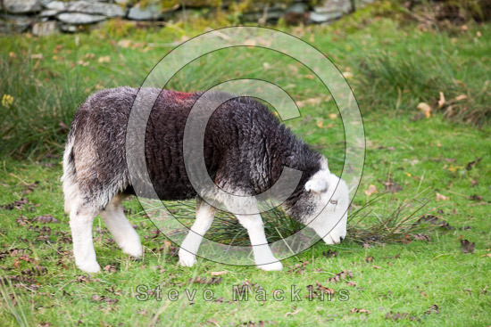 Cark (Cartmel) Lakeland Sheep