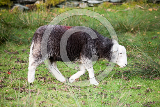 Kirkby Lonsdale Field Herdwick Sheep