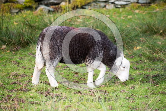 Blindcrake Field Herdwick Sheep