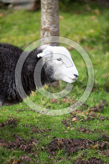 Martindale Field Lakeland Sheep