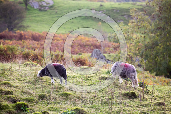 Seaton Lakeland Sheep