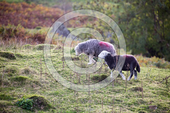 Hayton (Aspatria) Field Lakeland Sheep