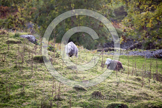Houghton Lake district Sheep