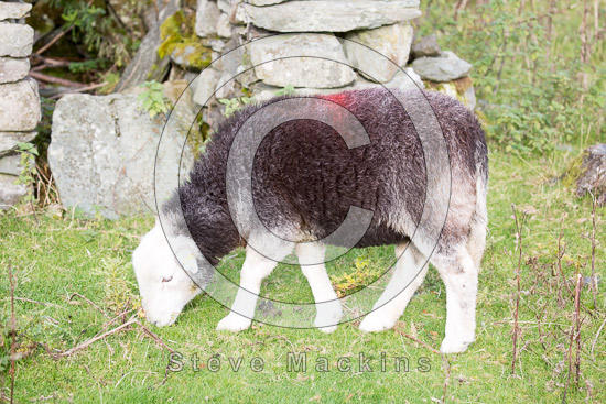 Great Sca Fell Valley Herdwick Sheep
