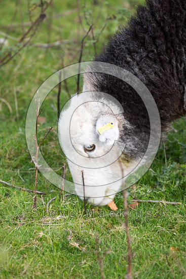 Bewaldeth Valley Lakeland Sheep