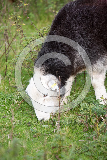 Whiteless Pike Herdwick Sheep