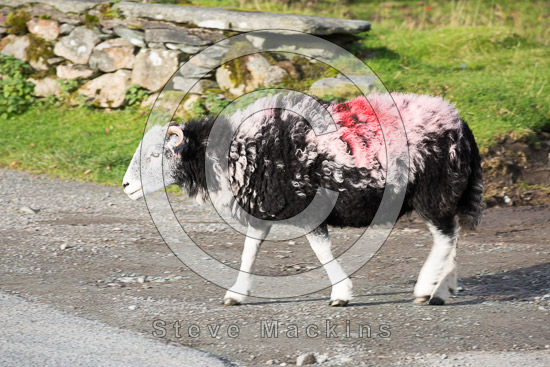 Bowscale Fell Farm Lake district Sheep