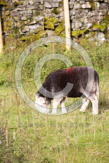 Crooklands Valley Herdwick Sheep