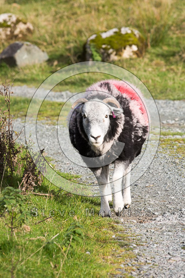Soulby (Penrith) Farm Lakeland Sheep