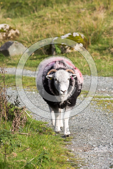 New Hutton Lake district Sheep