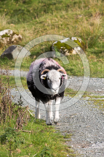 Firbank Fell Farm Lakeland Sheep