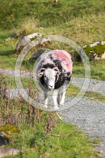 Lingmell Valley Lake district Sheep