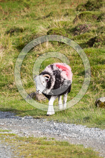 Broughton Herdwick Sheep