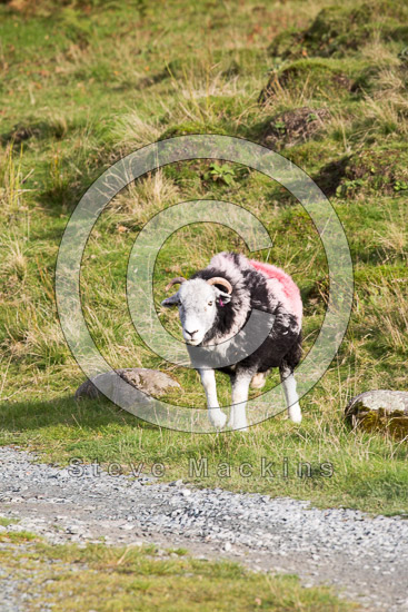 Arkleby Lake district Sheep