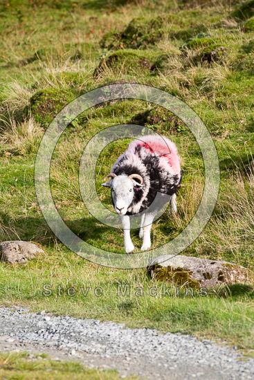 Edenhall Lakeland Sheep