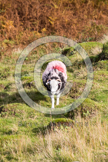 Applethwaite Valley Herdwick Sheep