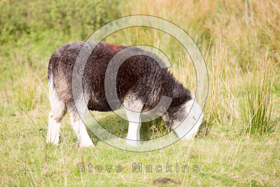 Clough Head Field Herdwick Sheep