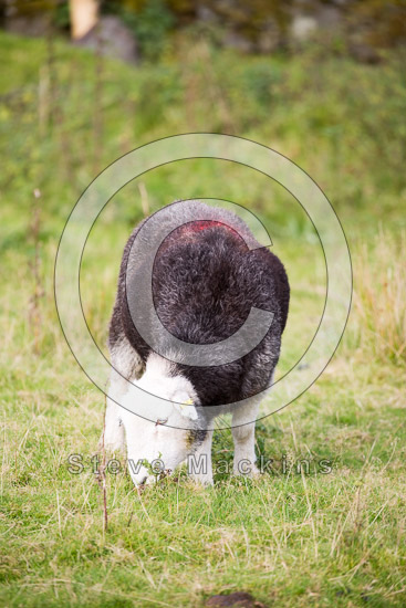 Lazonby Field Herdwick Sheep