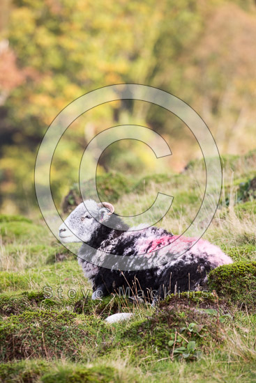Cumwhitton Valley Herdwick Sheep