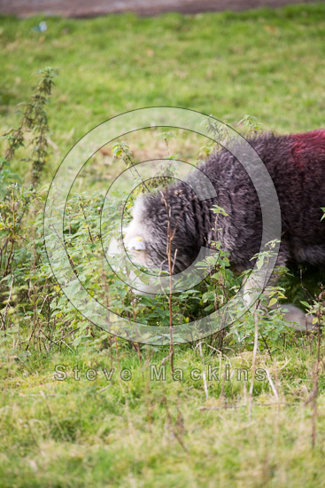 Ambleside Farm Lakeland Sheep