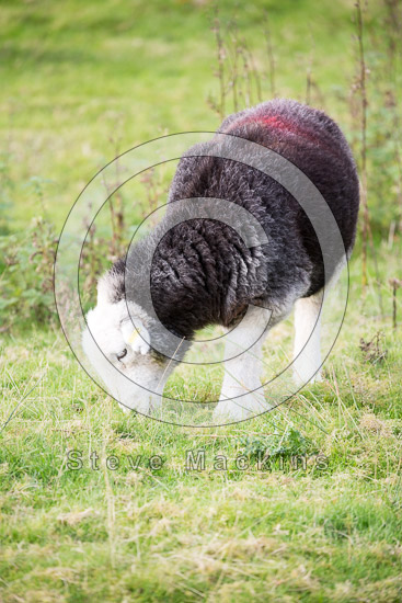 Tirril Herdwick Sheep