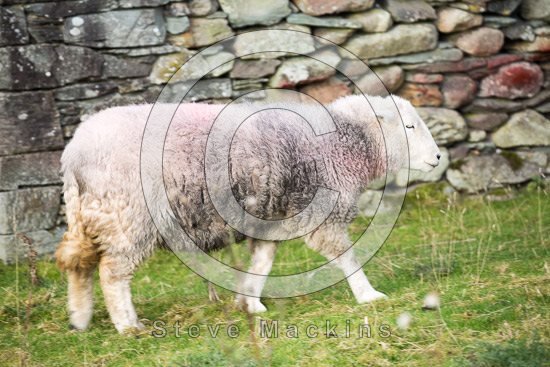 Lank Rigg Field Herdwick Sheep