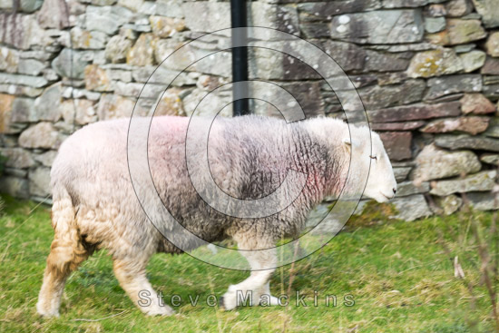 Hallbankgate Herdwick Sheep