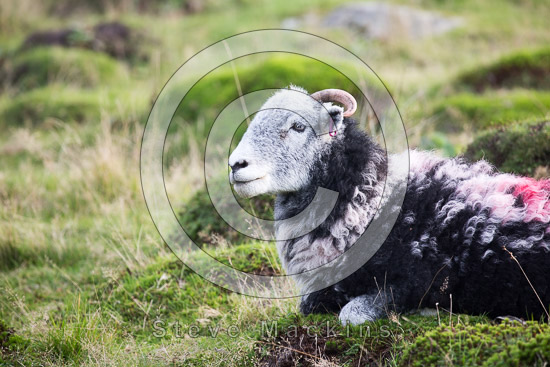 Great End Herdwick Sheep