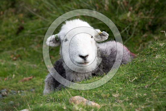 Swarthmoor Lakeland Sheep