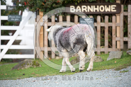 Crosby Ravensworth Valley Lakeland Sheep