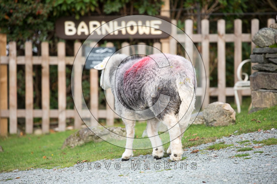 Brae Fell Farm Herdwick Sheep