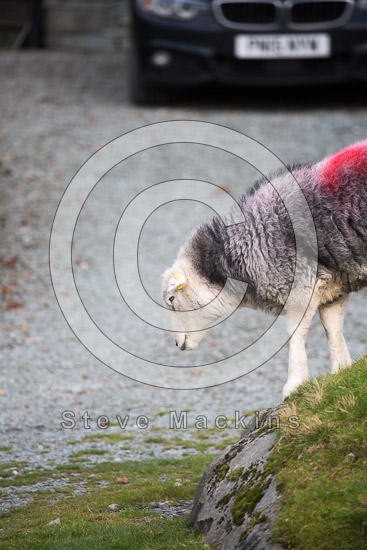 Blackford Field Lake district Sheep