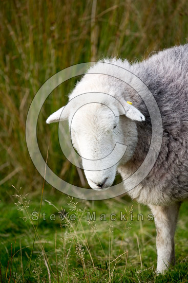 Holme St. Cuthbert Field Lake district Sheep