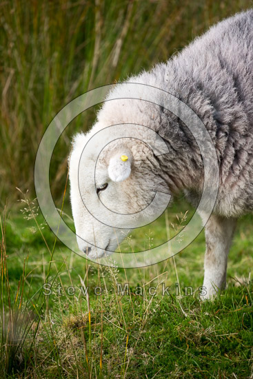 Saint Sunday Crag Lake district Sheep