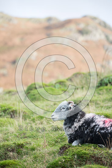 Crosby Garrett Valley Herdwick Sheep