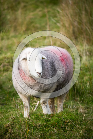 Longtown Herdwick Sheep